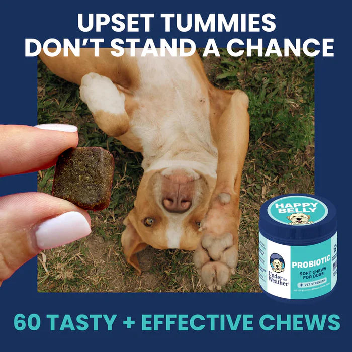 Hand holding a probiotic soft chew above a relaxed dog lying on grass with a chew container shown nearby