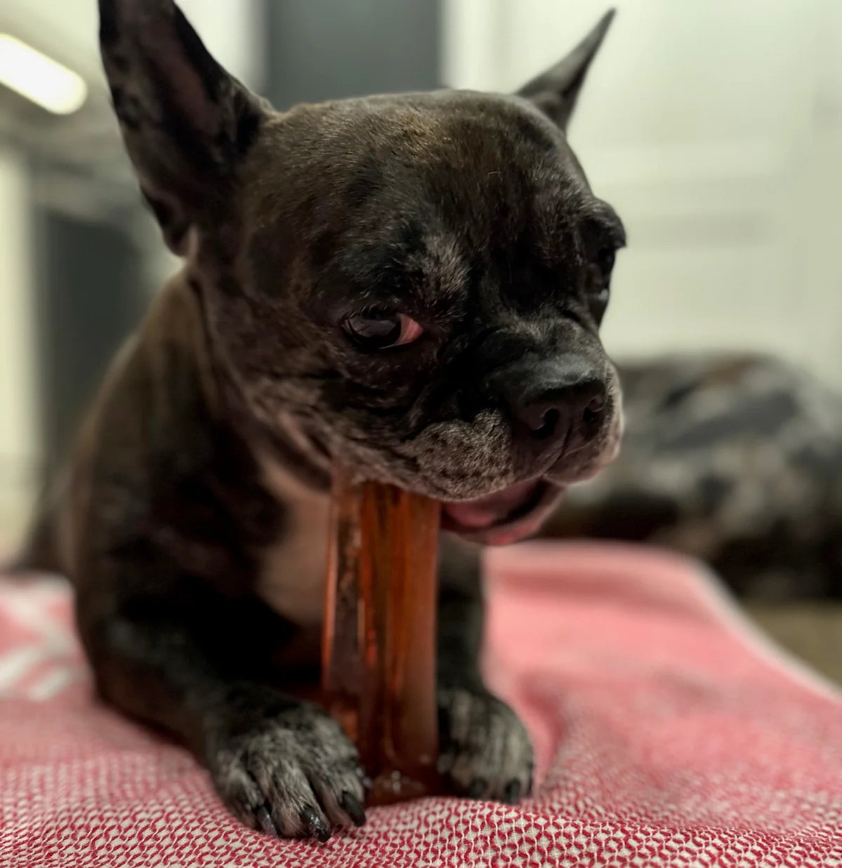 A French Bulldog chewing on a long-lasting Wag & Bright Mighty Marrows Collagen Dental Chew.