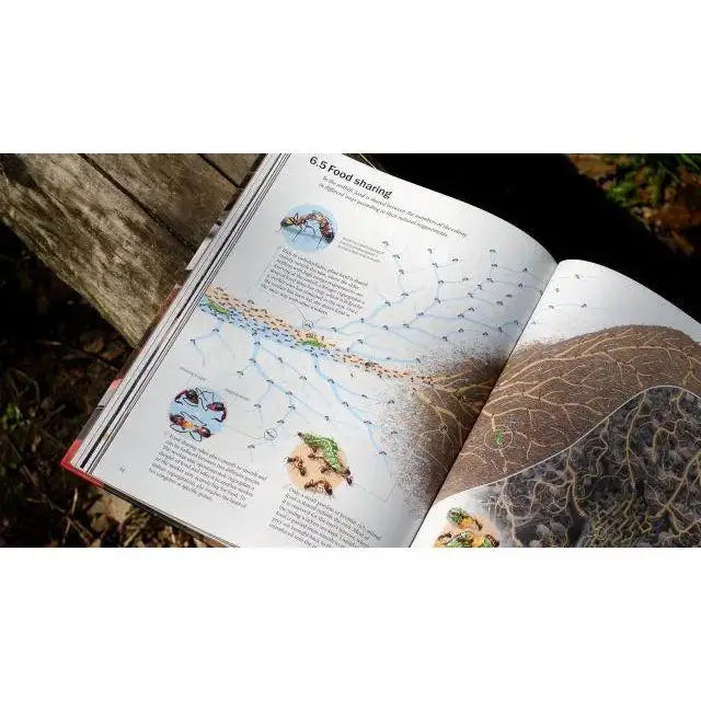 The Ant Collective: Inside the World of an Ant Colony by Armin Schieb - Talis Us