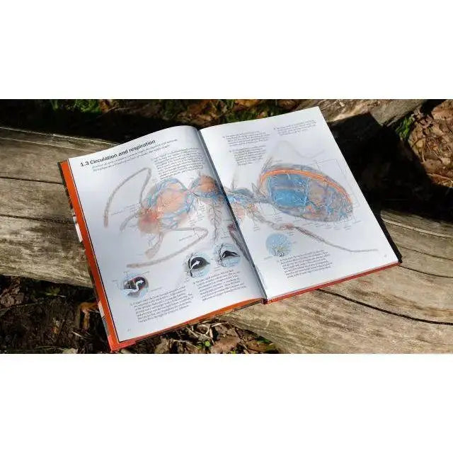 The Ant Collective: Inside the World of an Ant Colony by Armin Schieb - Talis Us