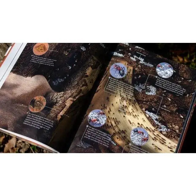 The Ant Collective: Inside the World of an Ant Colony by Armin Schieb - Talis Us