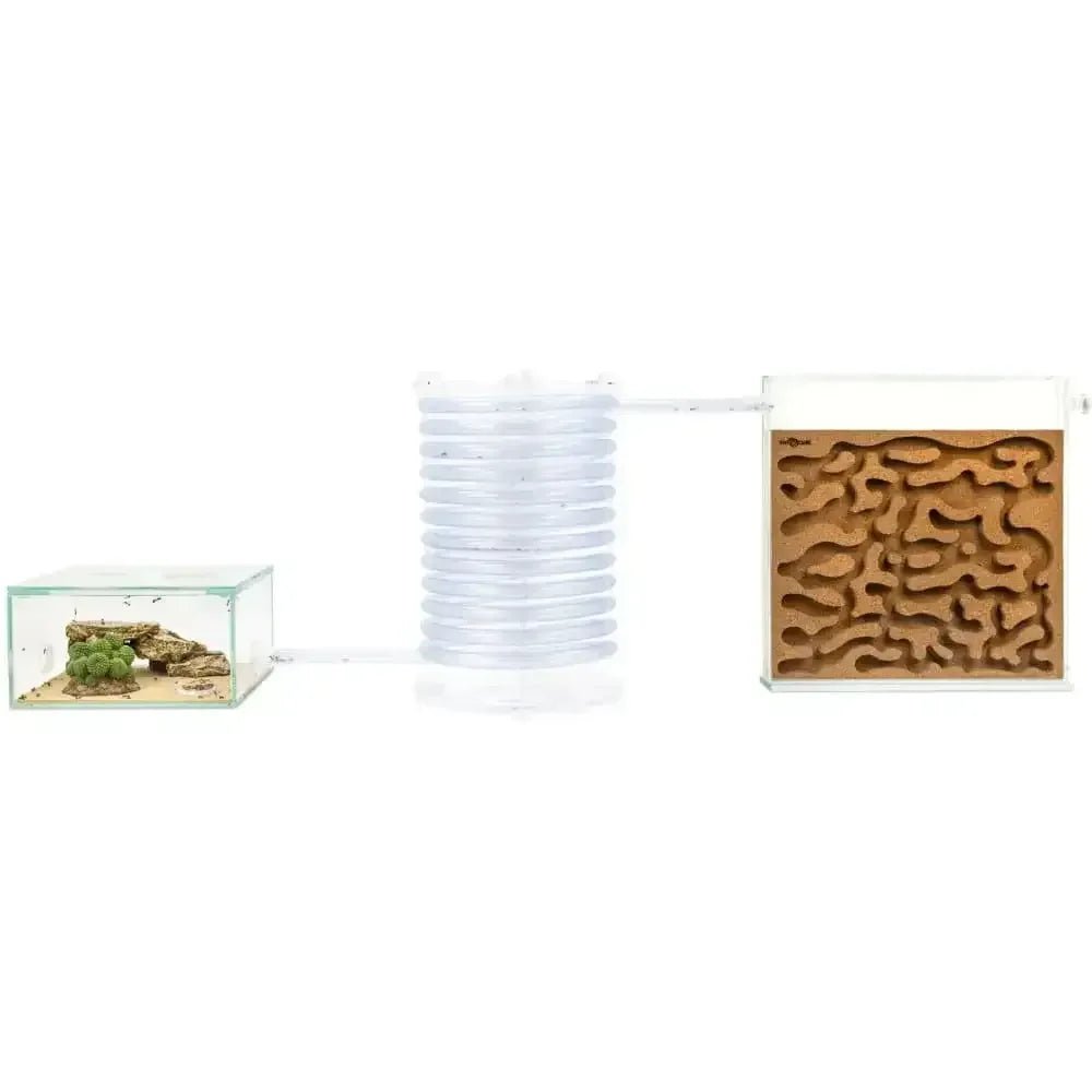 Ant spiral tower M – 20cm - Talis Us