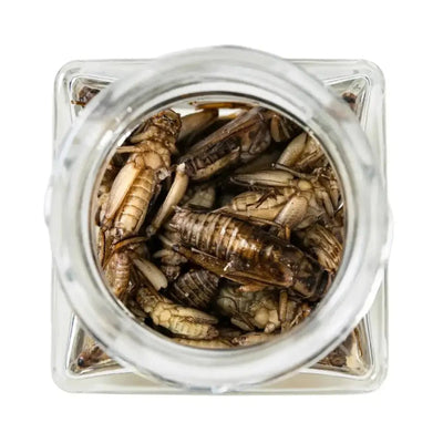 Antcube Blanched Whole Crickets - Talis Us