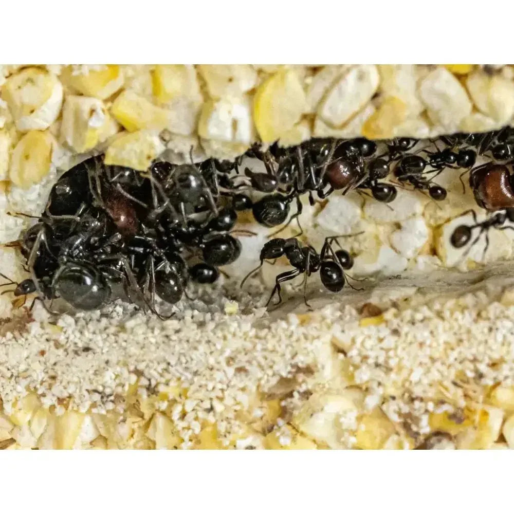 ANTCUBE Starter Set for Harvester Ants – L – Popcorn - Talis Us