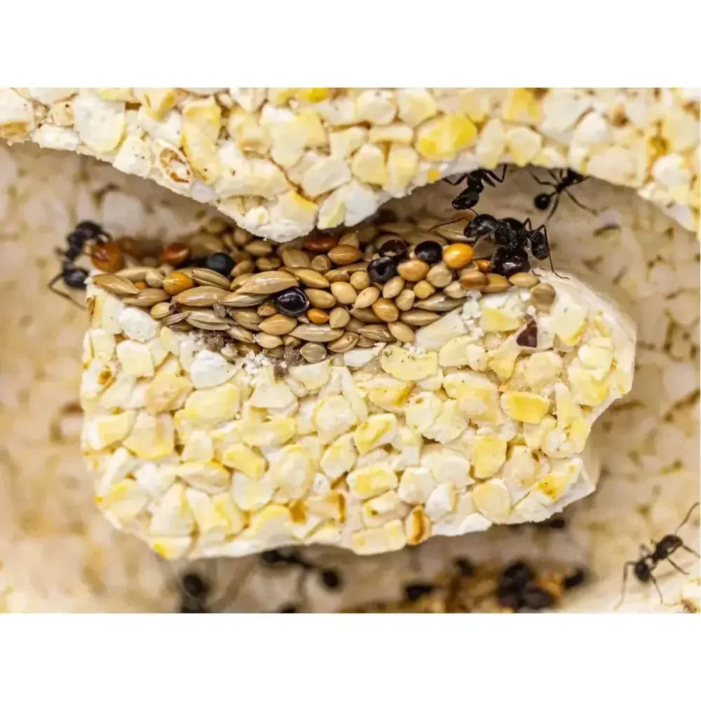 ANTCUBE Starter Set for Harvester Ants – L – Popcorn - Talis Us