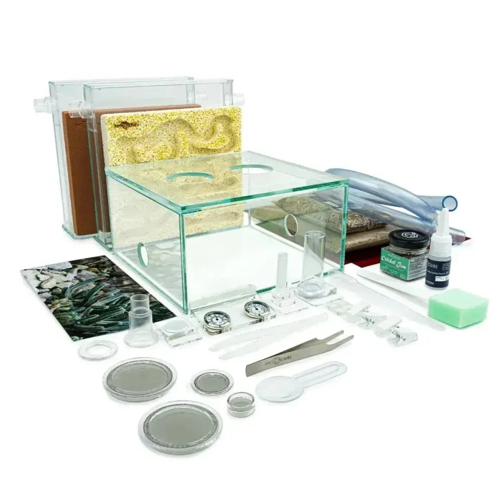 ANTCUBE Starter Set for Harvester Ants – L – Popcorn - Talis Us