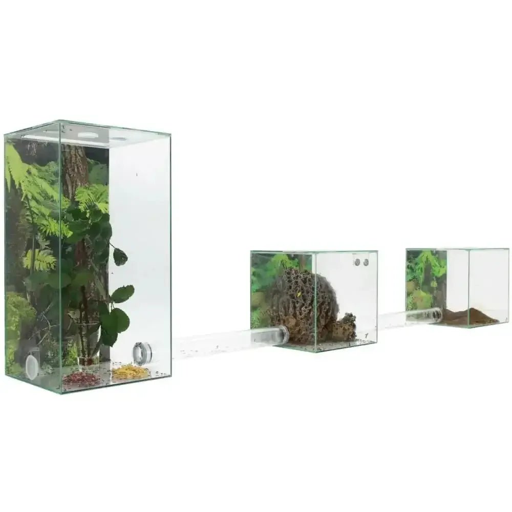 ANTCUBE – Starter Set for Leaf Cutter ants – Large - Talis Us