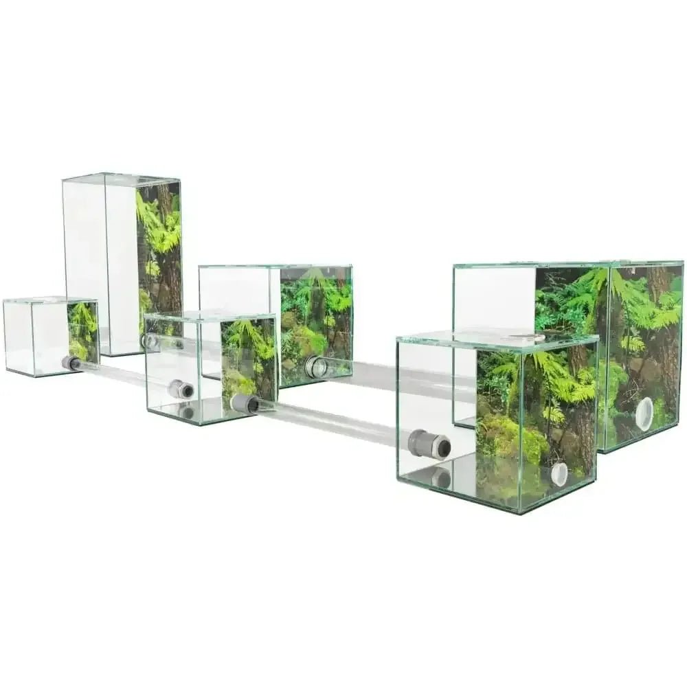 ANTCUBE – Starter Set for Leaf Cutter ants – Large - Talis Us