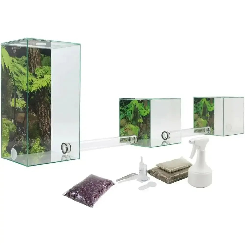 ANTCUBE – Starter Set for Leaf Cutter ants – Large - Talis Us
