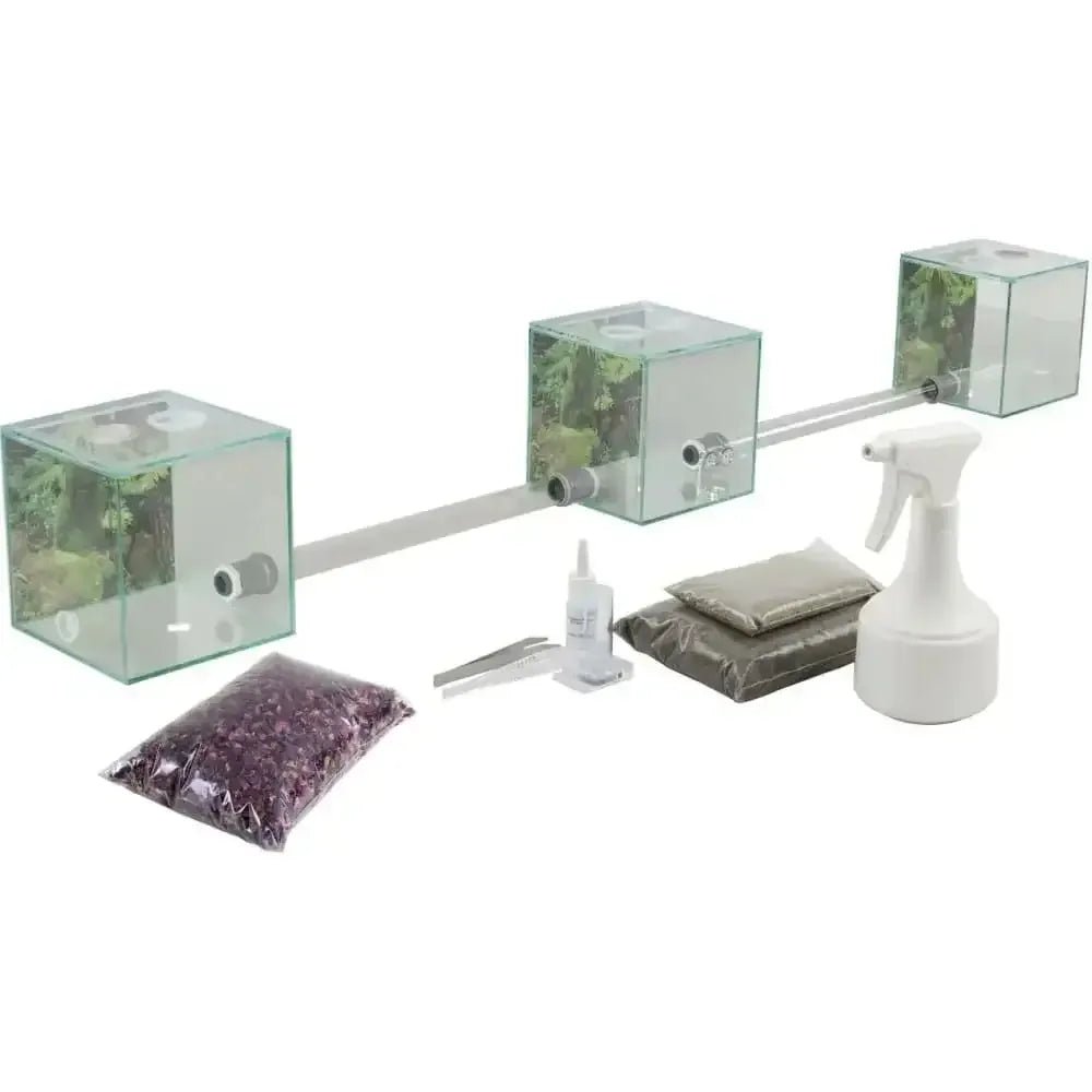 ANTCUBE – Starter set for leaf cutter ants – small - Talis Us