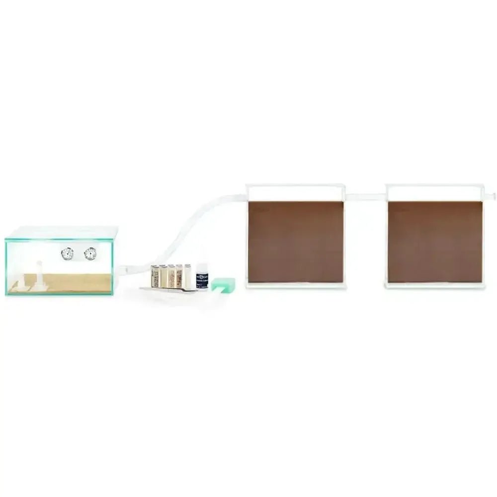 ANTCUBE Starter Set for Pogonomyrmex or Harvester ants - Talis Us