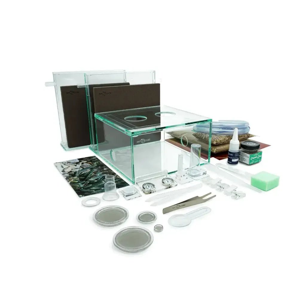 ANTCUBE Starter Set for Pogonomyrmex or Harvester ants - Talis Us