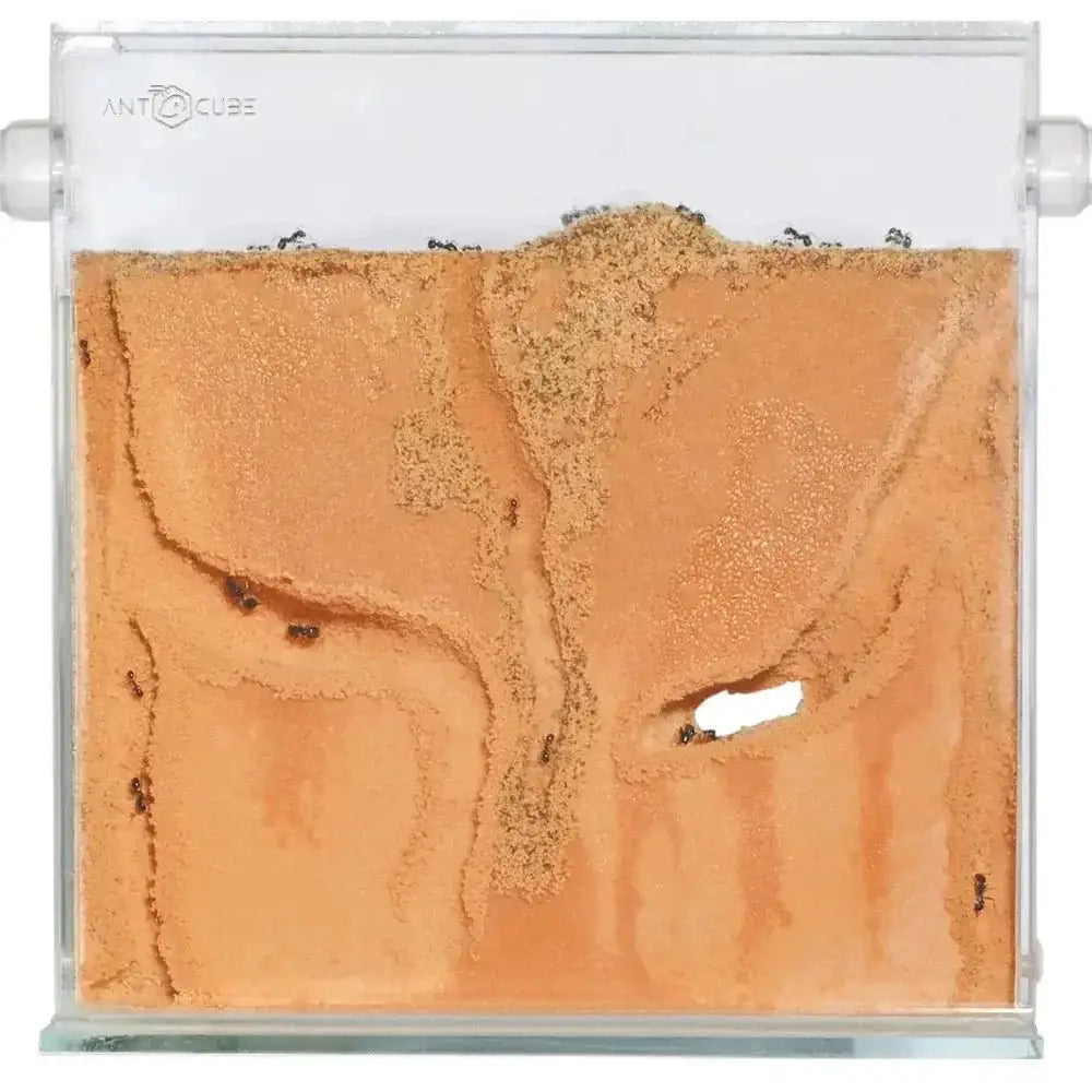 ANTCUBE Starter Set for Harvester Ants – L – Popcorn - Talis Us