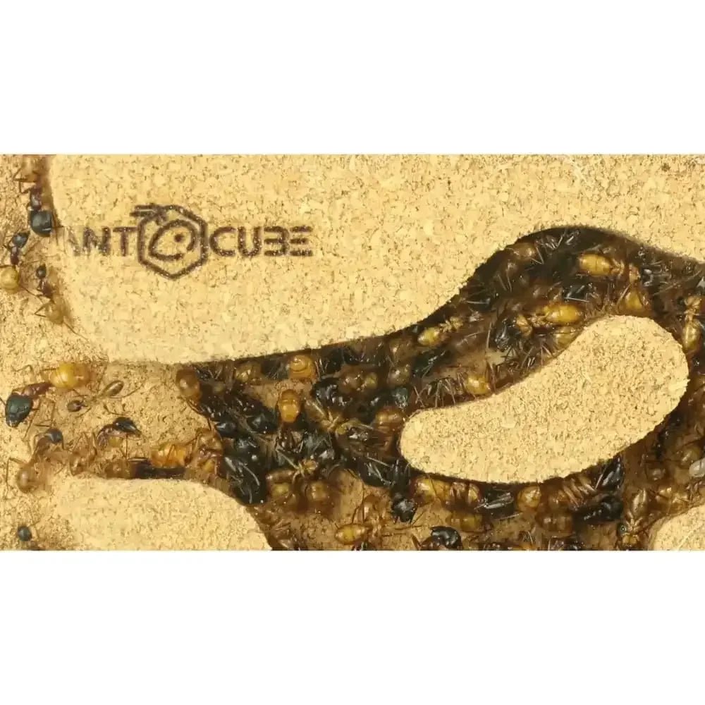 ANTCUBE Starter Set L – 20×20cm – Cork - Talis Us
