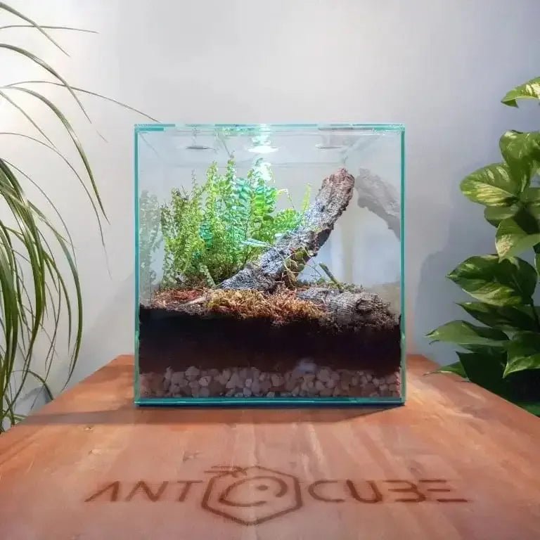 ANTCUBE Vivarium 30x30x30cm - Cube - Talis Us