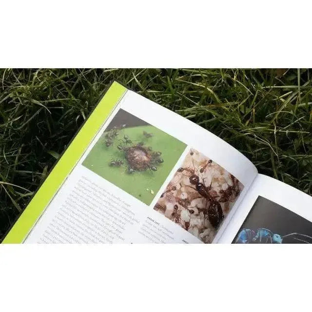 Ants: A Visual Guide by Heather Campbell and Benjamin Blanchard - Talis Us