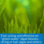 API AlgaeFix Freshwater Aquarium Algaecide API®