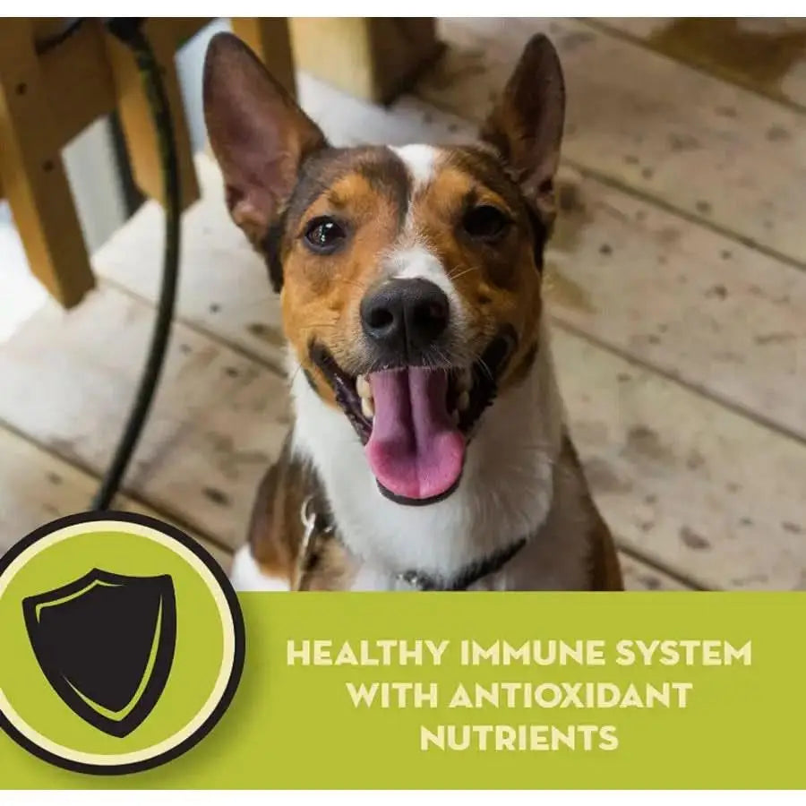 A happy dog sits indoors on a wooden floor. Text reads, HEALTHY IMMUNE SYSTEM WITH ANTIOXIDANT NUTRIENTS, next to a shield icon. Perfect for small breeds—AvoDerm Natural Chicken Meal & Brown Rice Dry Dog Food by AvoDerm.