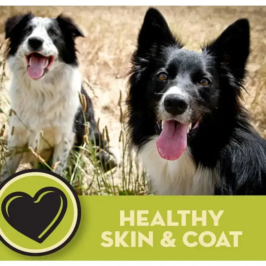 Two happy black and white dogs sit outdoors on dry grass. A heart icon and HEALTHY SKIN & COAT on a green banner highlight the benefits of AvoDerm Natural Original Lamb Meal & Brown Rice Recipe Dry Dog Food by AvoDerm.