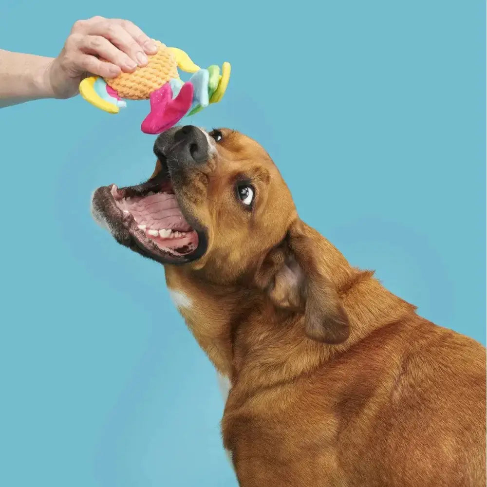 BARK Ahi Tina Plush Dog Toy - Talis Us