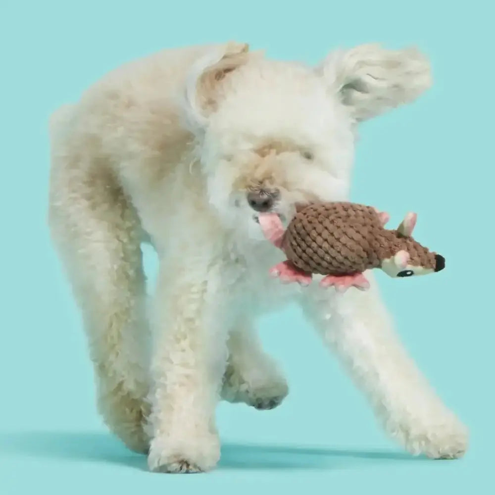 BARK Armie Dillo Push Dog Toy - Talis Us