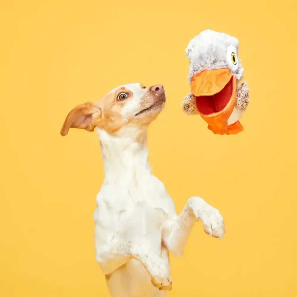 BARK Big Bill & Beak - A - Boo Fish Dog Toy - Talis Us