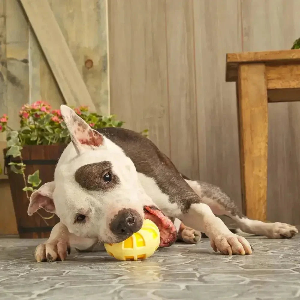 BARK Burly Swirly Dog Toys - Talis Us