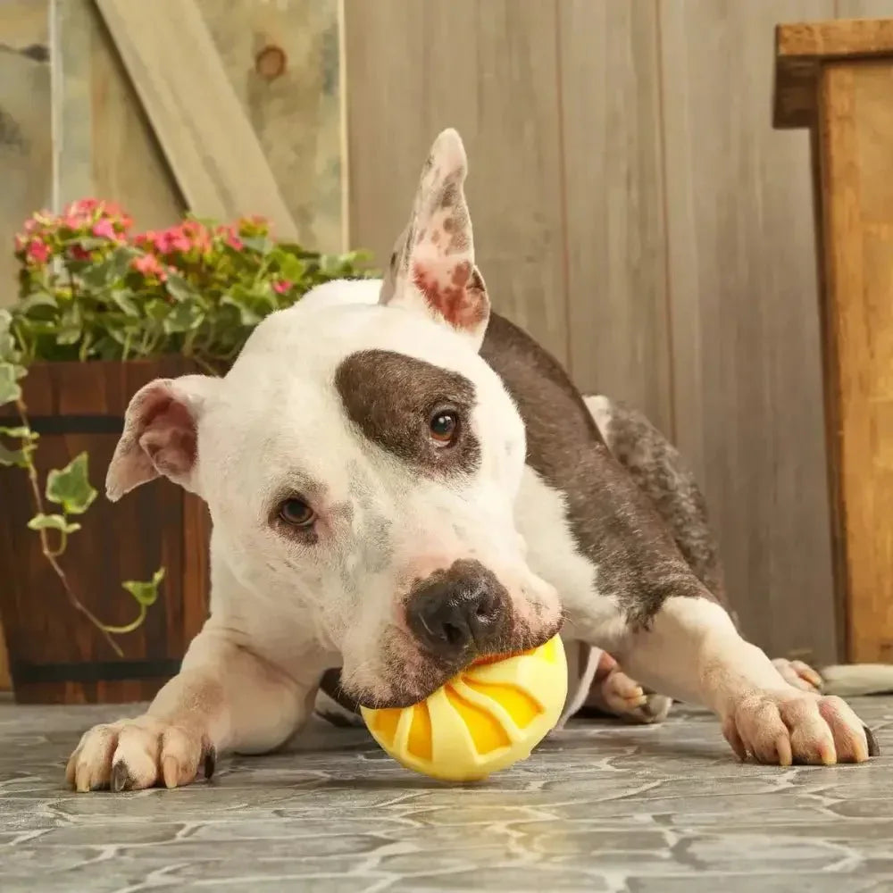 BARK Burly Swirly Dog Toys - Talis Us