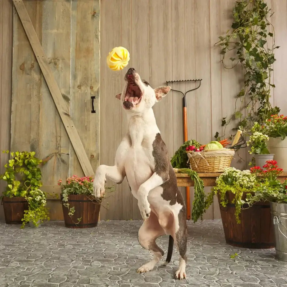 BARK Burly Swirly Dog Toys - Talis Us