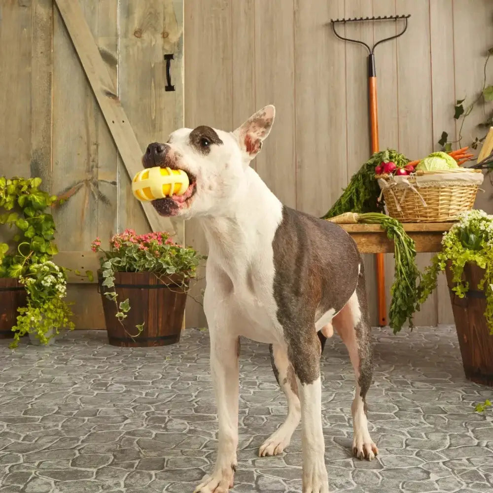 BARK Burly Swirly Dog Toys - Talis Us