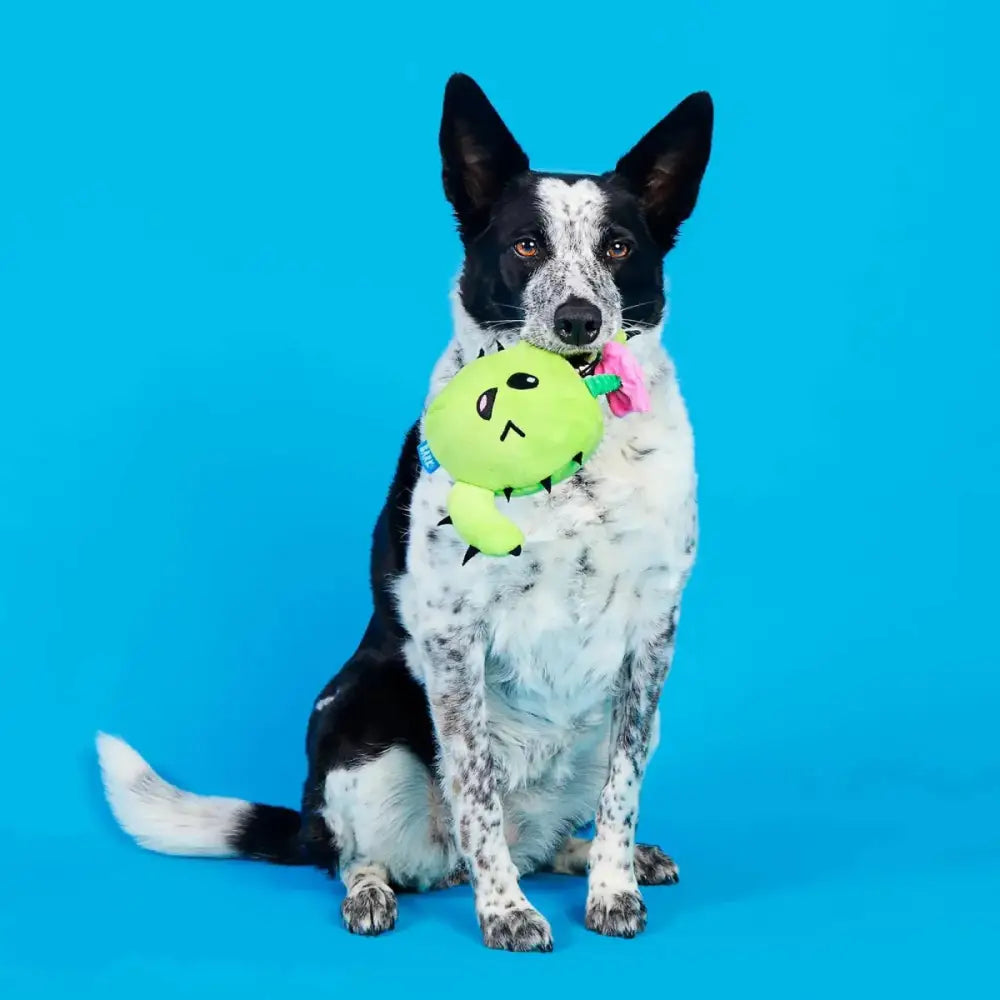 Bark Consuela Comes Out Dog Toy - Talis Us