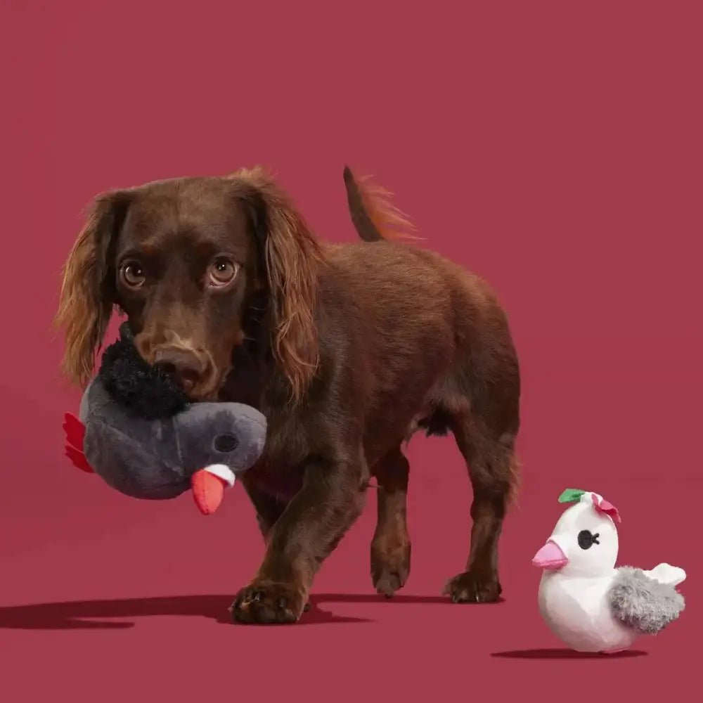 BARK Coo Amore Plush Dog Toy - Talis Us