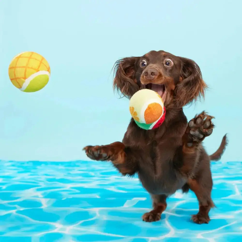 BARK Fetch Fruit Dog Fetch Toy - Talis Us