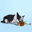 BARK Fowl Play Dog Toys - Talis Us