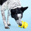 BARK Fowl Play Dog Toys - Talis Us