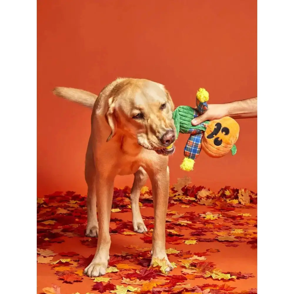 BARK Ol' Pumpkin Patches Plush Dog Toy Small - Talis Us