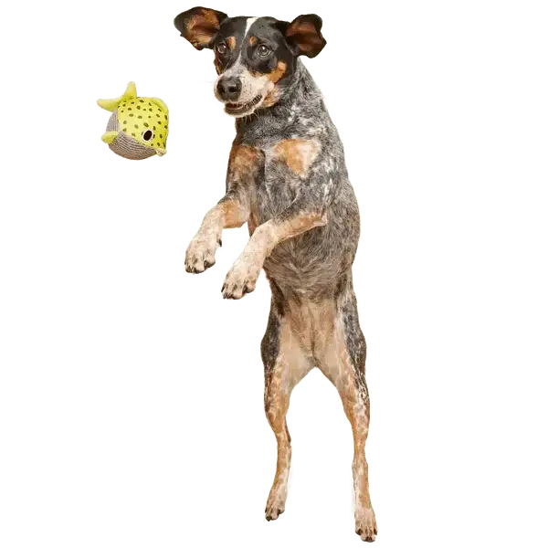 BARK Super Chewer Blowfetch Dog Chew Toy - Talis Us