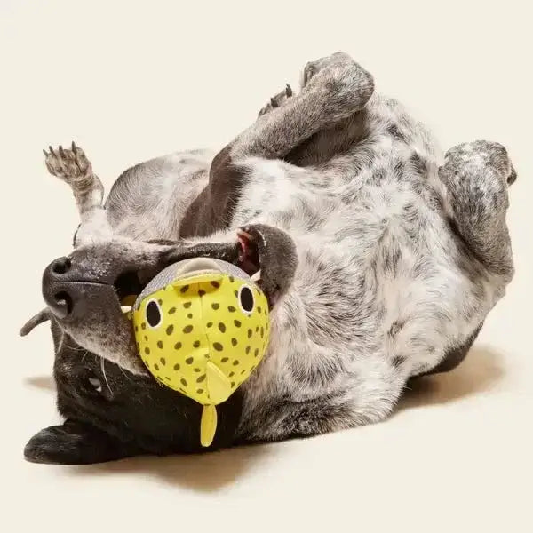 BARK Super Chewer Blowfetch Dog Chew Toy - Talis Us