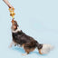 BARK That's My Jam, Honey Plush Dog Toy - Talis Us