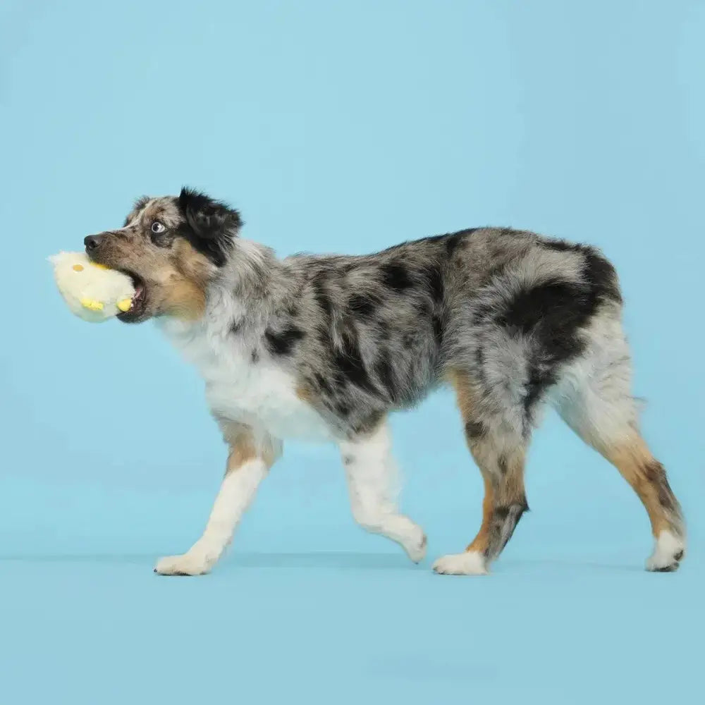 BARK Tough Chick Chicken Super Chewer Dog Toy Yellow Small/Medium - Talis Us