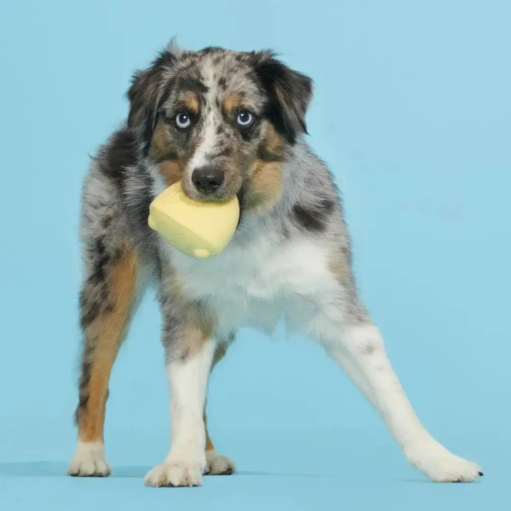 BARK Tough Chick Chicken Super Chewer Dog Toy Yellow Small/Medium - Talis Us