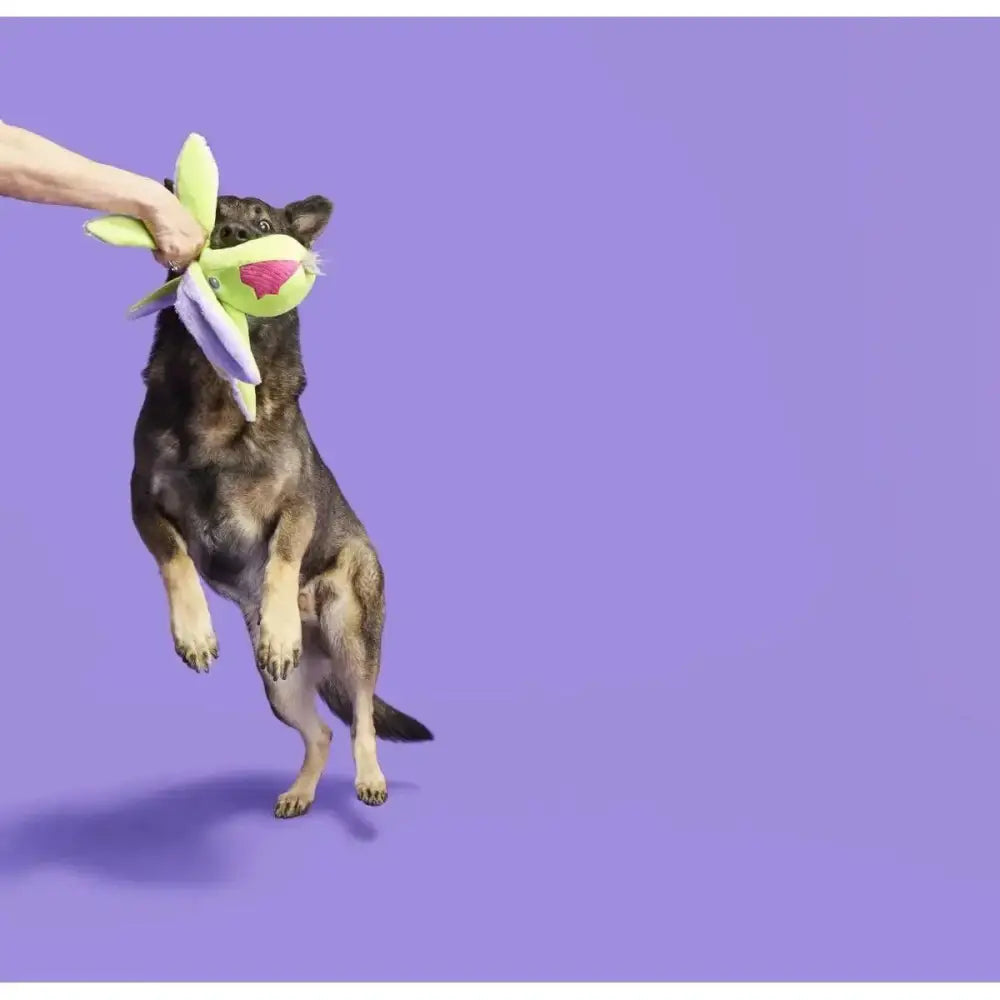 BARK Undead Ollie The Octopus Plush Dog Toy - Talis Us