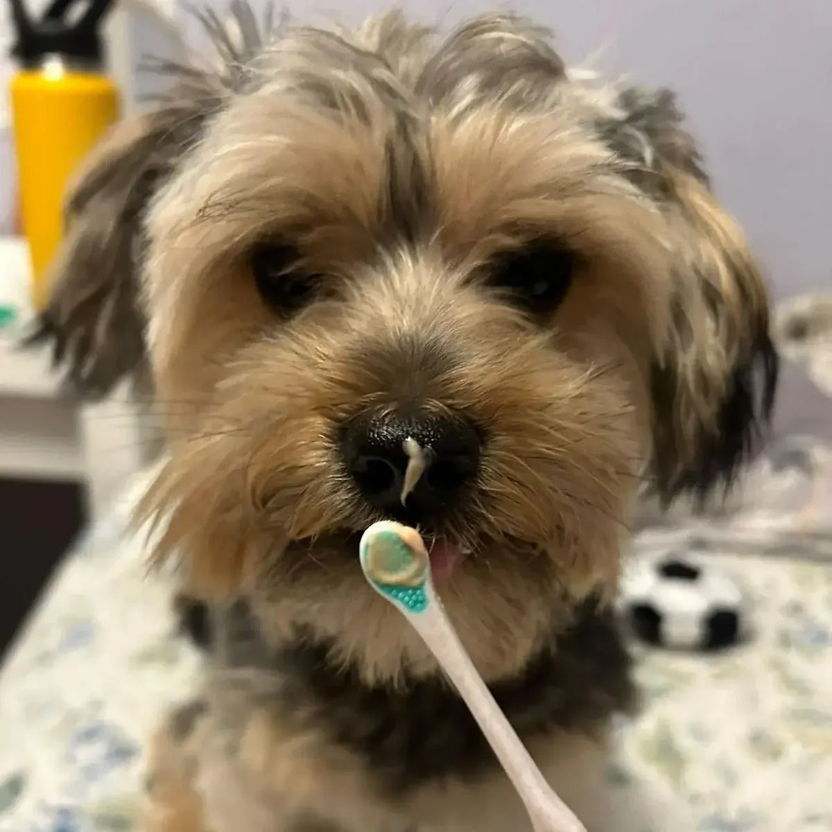 Small dog with toothpaste on its nose looking at a Wag & Bright Puppy Polisher Eco Toothbrush.