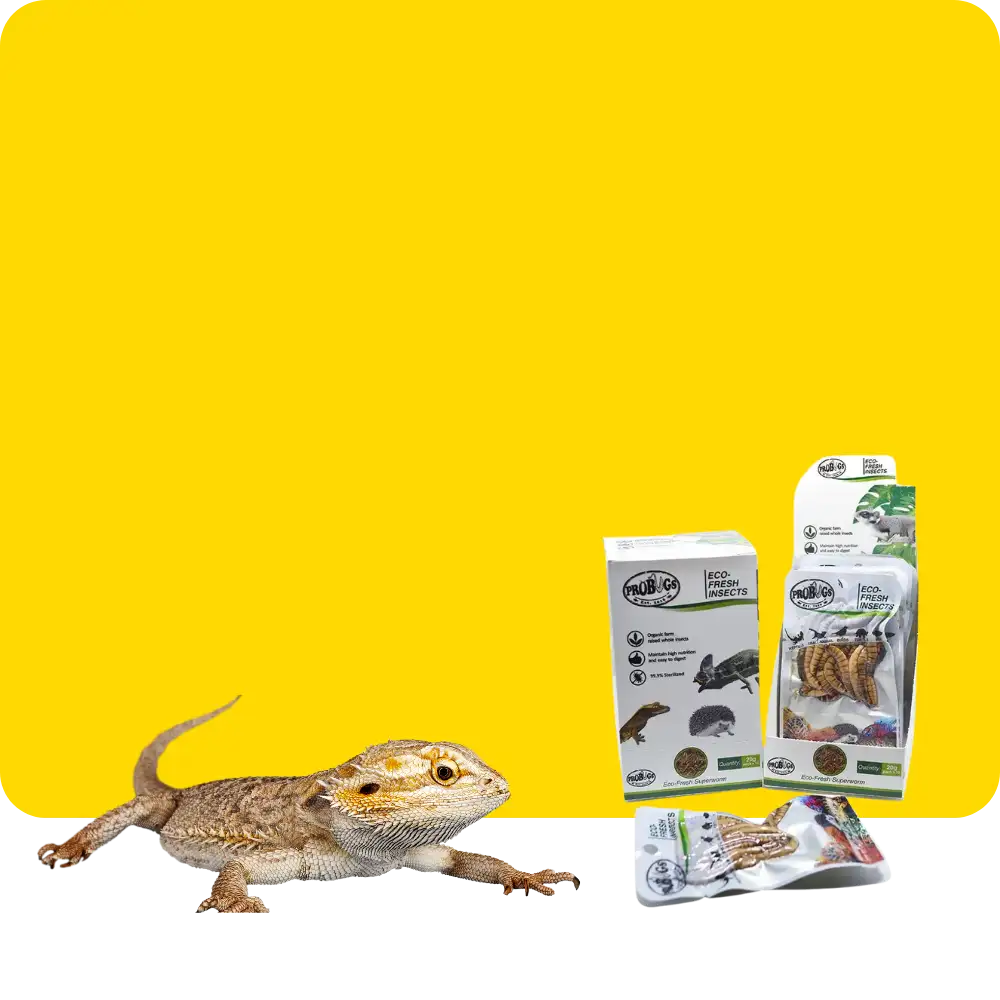 A bearded dragon with tan and brown scales, featuring a distinct beard under its chin.