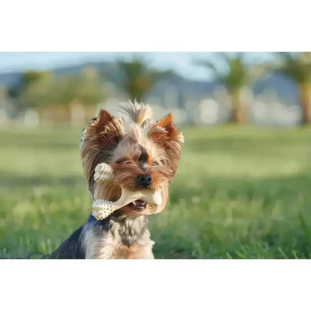 BetterBone Medium Classic Dog Chew Toy - Talis Us