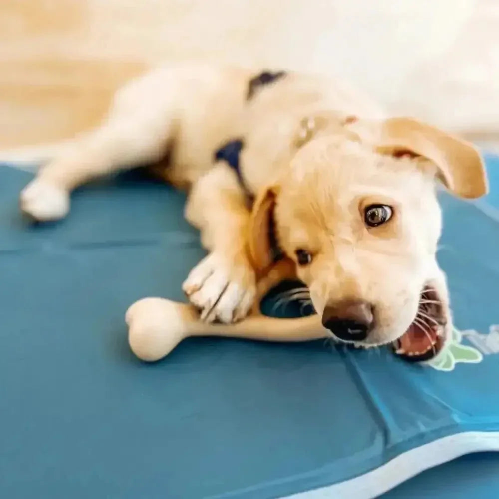 BetterBone Soft Classic Dog Chew Toy - Talis Us
