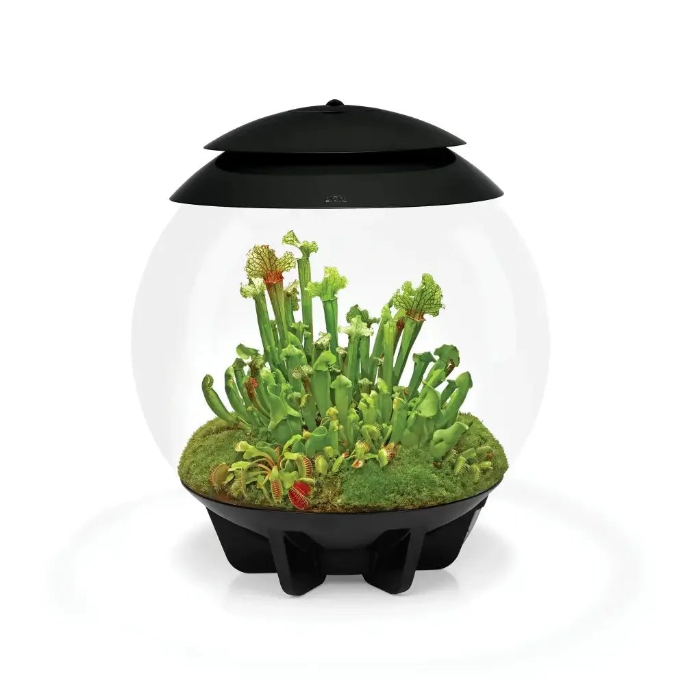 biOrb AIR 30 LED Terrarium - Talis Us
