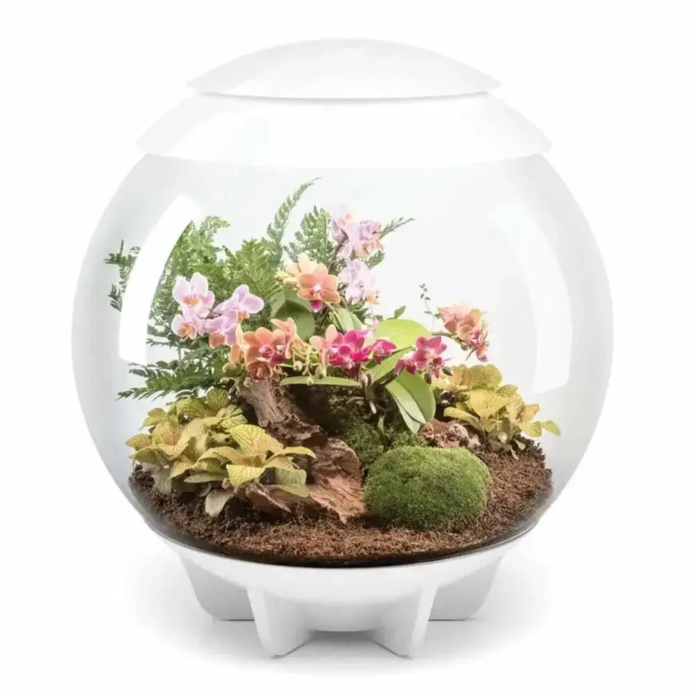 biOrb AIR 30 LED Terrarium - Talis Us