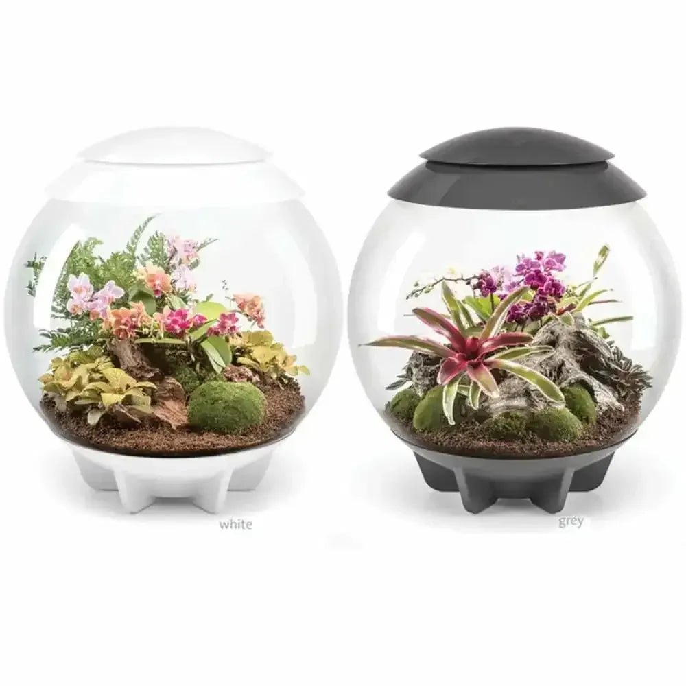 biOrb AIR 30 LED Terrarium - Talis Us