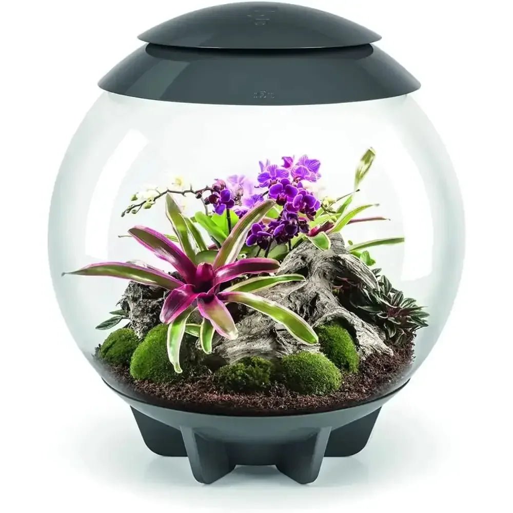 biOrb AIR 30 LED Terrarium - Talis Us